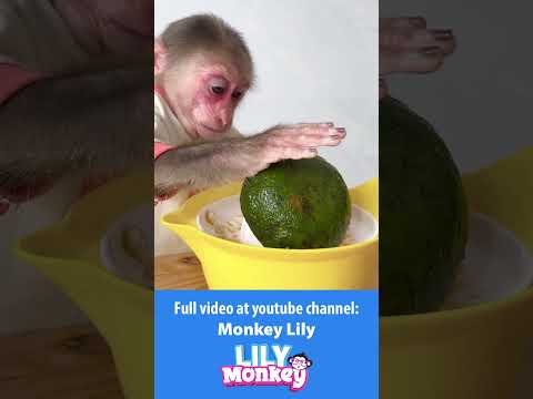 Lily makes orange juice for dad #shorts #monkey