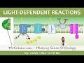 Photosynthesis Processes and Functions