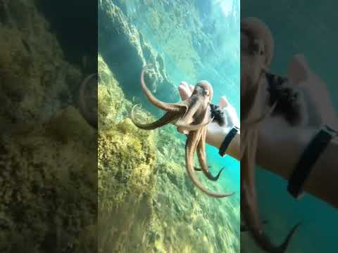 Octopus shooting ink everywhere! #octopus #shorts