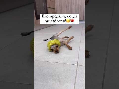Дени приговорила семья к усыплению