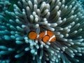 Exploring the Great Barrier Reef with Google Streetview