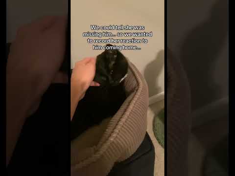 Winston and Spooky reunited #catsofyoutube #reunited #catshorts #wholesome #cats