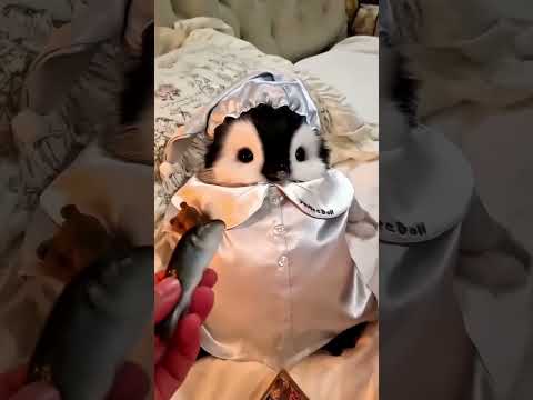 #so cute 🥰 beautiful ❤️🧿😍#shorts video 🧿
