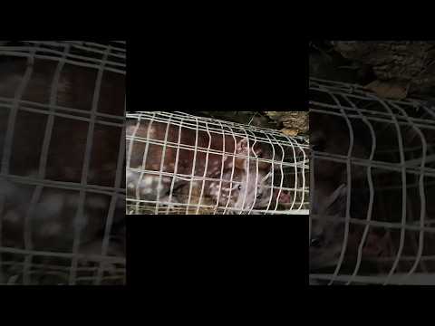 ¡TRAMPA Para PACA! Madre y cría a la vez 😱 #nature #survival #animals #bushcraft
