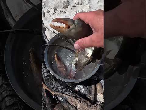 MUD CRAB CATCH AND COOK - full video coming soon
