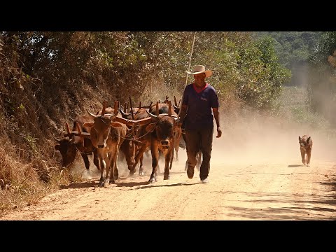 O CARREIRO DONATO FRAGA / BORDA DA MATA-MG