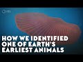 Understanding Dickinsonia and the Ediacaran Period