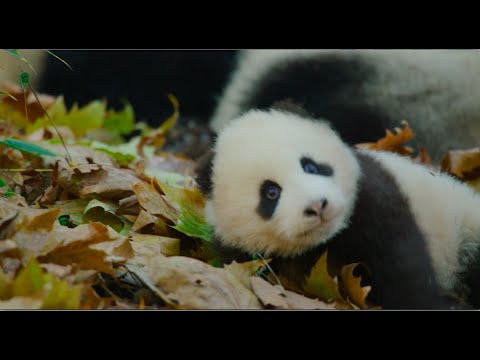 Disneynature's Born in China Official US Trailer