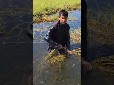 সপ্তাহে ২ থেকে ৩ লাখ টাকার উরিবন নামক লতা বি''ক্রি করে আলোড়ন সৃষ্টি করলেন #shorts #youtubeshorts