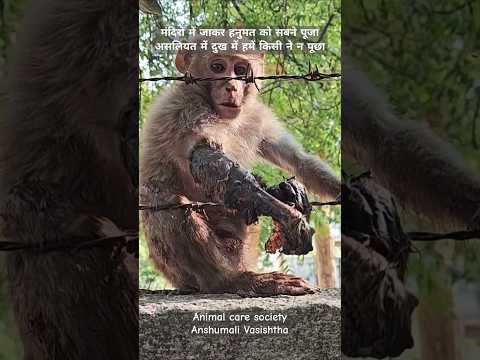#hit by electric#shortsfeed #foryou#humanity#youtubeshorts#13million #motivational#monkey#love#india