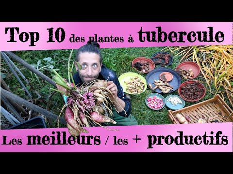 Mon top 10 des tubercules ! Les meilleurs, les plus productifs ! Jardin Forêt