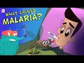 Malaria: Symptoms and Prevention