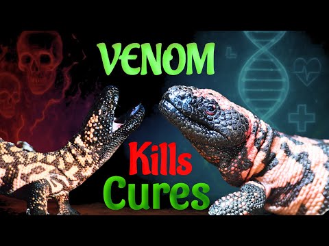 The Gila Monster: Venom That Kills... And Cures?