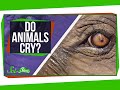 Understanding Animal Emotions and Tears