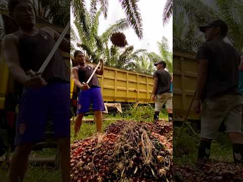 Perjuangan seorang ayah | tiap hari kerja muat sawit di perantauan demi keluarga tercinta #shorts