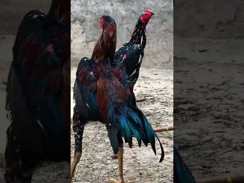 Two youngsters from basheer purbana aseel breed #aseelmurga #pets #chickens