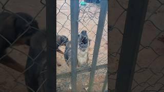 look at what happened to the dog,#fypシ゚ #foryour #explore #viral #explorepage #reels  #funnyvideo