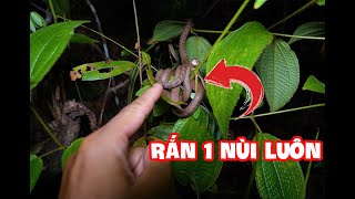 Tại Sao? Những Con Rắn Này Lại Tụ Lại Thành 1 Bầy.? Hành Vi Kỳ Lạ