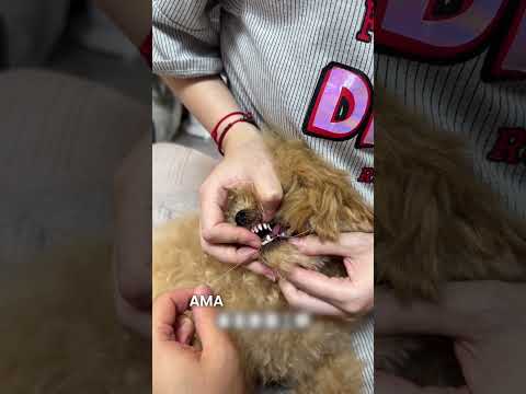 Çocuk, yavru köpeğinin süt dişini çekmeye çalışınca ne oldu? #shorts