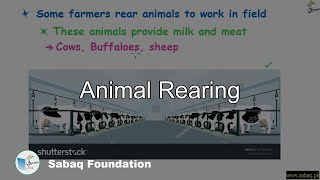 Animal Rearing