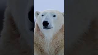 Earth's living Legends 🦁🐅🐻🐋 #naturedocumentary