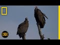Animal Communication and Ecosystem Roles