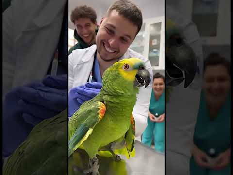 Попугай в клинике закричал 😅