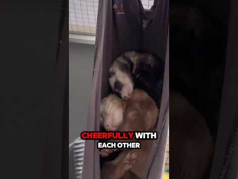 Unbrokenable Love Between 2 Ferrets❤️ #shorts