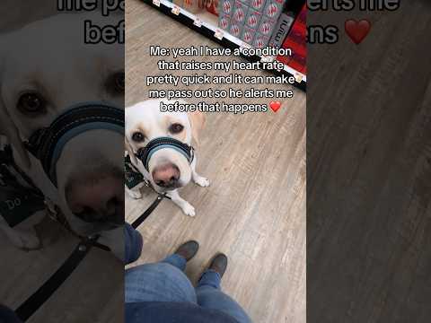 If you don’t mind… what is he for? #servicedog #dog #youtubeshorts #shorts #dogs