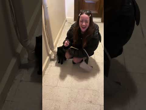 Melis Fis Kara Kedi