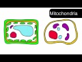 Exploring Cell Organelles and Their Functions