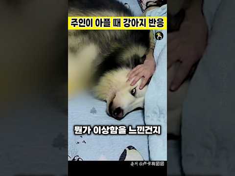 주인이 아플 때 강아지 반응