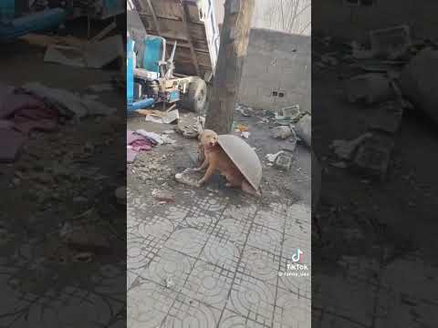 los perros son adorables #humor #estamosdefiesta #funny #comedia