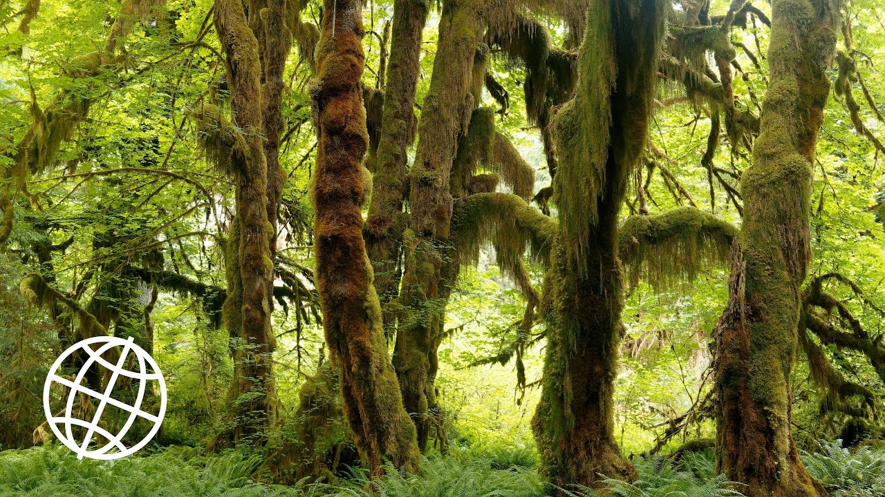 Olympic National Park, Washington, USA in 4K Ultra HD