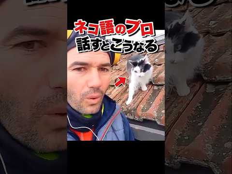 ネコ語を使ったら猫がバグった(꒪ȏ꒪)