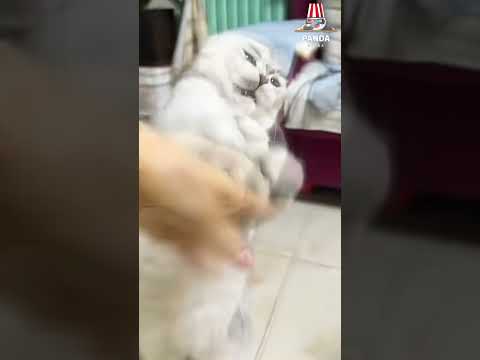 My cat tries to bite whenever it gets a chance because it likes it.😜😁#cat #pets #catlovers #funny