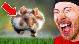 FUNNIEST Animals in The World!