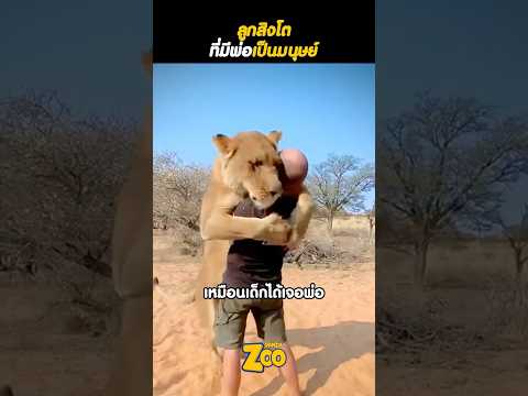 ลูกสิงโตที่มีพ่อเป็นมนุษย์ 🦁