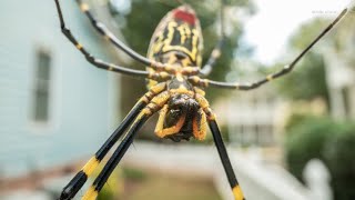 YouTube video thumbnail: Joro Spiders are now Popping up in Maryland
