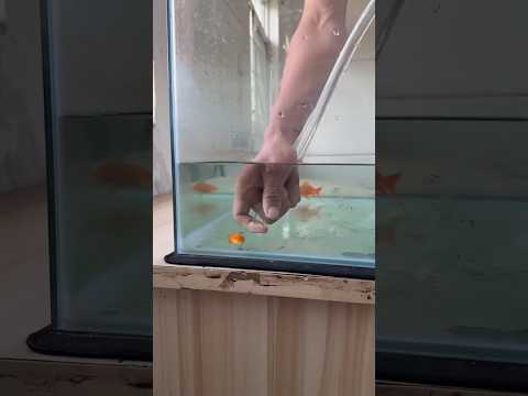 rescue the little fish