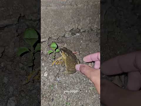 Catch big frogs funny | Try don't laugh | wep wep catching frogs make you laugh #shorts