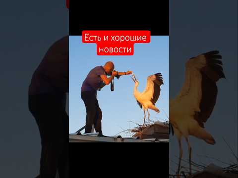 Аистёнок, который хотел жить