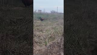 ПОПАЛСЯ ФАЗАН НА ЛОВУШКУ #ловушка #фазан #охота #trap