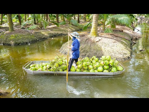 Coconut Harvest Cutting Skill at Coconut Farm - Thai Street Food