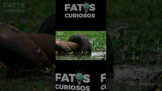 CROCODILO ATACA PÍTON #vidaselvagem