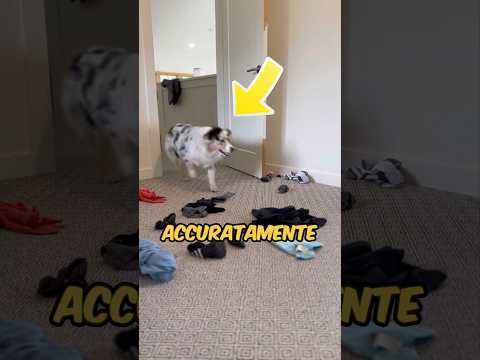 La PADRONA non poteva CREDERE ai suoi OCCHI una volta a CASA! ❤️ #virale