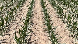 What is the matter with this corn???