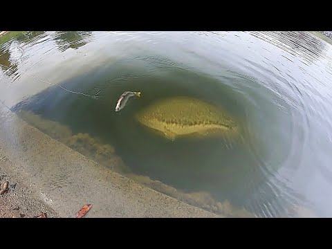 HUGE SWIMBAIT catches MONSTER BASS RIGHT AT THE BANK!