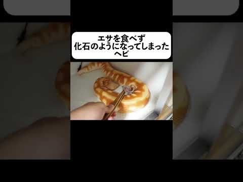 エサを食べず化石のようになってしまったヘビの末路【フルverは概要】#shorts