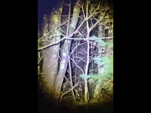 TAKE A LOOK AT THIS CREEPY FOOTAGE!! THIS THING TURNED ITS HEAD WHILE I WAS FILMING!!